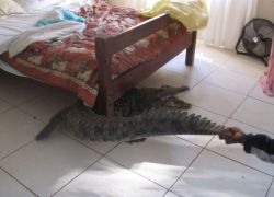 رجل يستيقظ ليجد تمساحا أسفل سريره