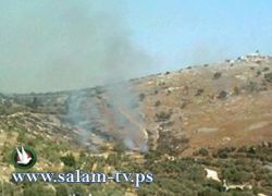 شرطة طولكرم تكشف ملابسات حرق حوالي 400 شجرة زيتون