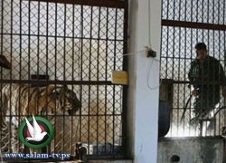 شاب دينماركي ينتحر بالقاء نفسه داخل قفص للنمور