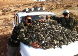 الملايين من الطيور المهاجرة التي تنتمي الى أنواع مهددة بالانقراض تقتل سنوياً في لبنان