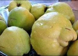 ثمرة الخريف السفرجل فاكهة وأكثر