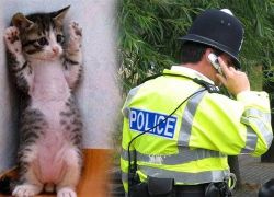 الشرطة البريطانية ترسل دورية لاعتقال قطة سرقت دجاجة