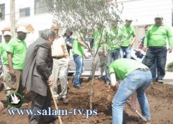 على شرف يوم الارض . بلدية طولكرم وجوال تقومان بزراعة اشجار زيتون
