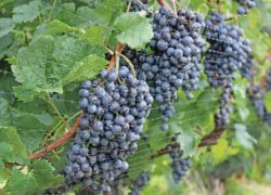 العلماء يكشفون فائدة غير متوقعة للعنب