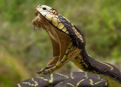 رجل يقتل زوجته الحامل بالرصاص بدلا من الثعبان