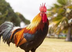 في فرنسا: محاكمة ديك بسبب صياحه مبكرا!