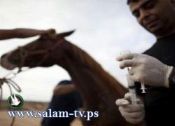 شاحنة في شمال الضفة الغربية تتحول إلى عيادة بيطرية لإنقاذ الحمير