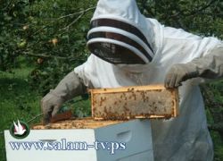زراعة طولكرم تسلًم معدات تربية النحل للمستفيدات من مشروع دعم المرأة الريفية