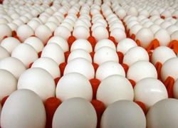 إتلاف 17ألف بيضة مخالفة في غزة