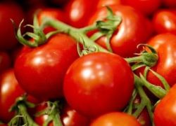 البندورة تقي من السكتة الدماغية