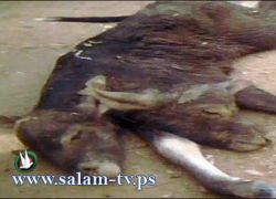 بقرة تلد عجلا برأسين في مصر!