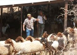 مستوطنون يسرقون 300 رأس غنم بعد هجوم على رعاة شمال شرق رام الله
