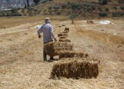 الطقس: أجواء صيفية مستقرة ودرجات الحرارة حول معدلاتها