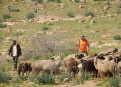 مستوطنون يرعون أغنام في أراضٍ مزروعة بالزيتون بقرية المغير