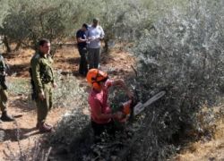 طوباس: الاحتلال يقتلع عشرات أشجار الزيتون ويهدم آبارا لجمع المياه