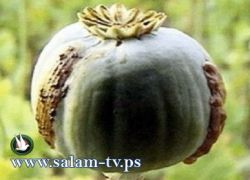 صعيدي يضيف الأفيون إلى حليب رضيعه لتقوية جسمة