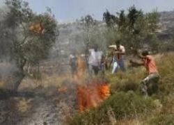 المستوطنون يضرمون النيران في حقول القمح في يطا واخطار بهدم بئر مياه