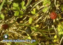 تعرفوا على فوائد العليق