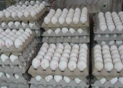 إسرائيل تحبط محاولة تهريب 18 الف بيضة من رام الله