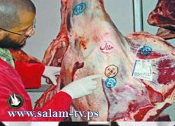 المسلمون واليهود يتوحدون ضد حظر ذبح الحيوانات بالطريقة الدينية في هولندا