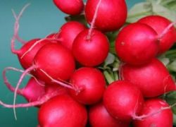 يفيد القلب ويخفض الوزن ويقي من السرطان.. هذه فوائد الفجل