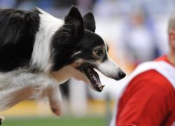 كلبة ترث 5 ملايين دولار بحسب وصية مالكها