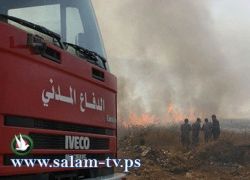 الدفاع المدني يخمد 600 شجرة زيتون في منطقة الكفريات وعنبتا