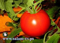 زراعة طولكرم تنفذ محاضرة إرشادية حول ( آفة حافرة أنفاق ثمار البندوره )