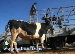 عدد من الإصابات بهروب عجلين بخانيونس