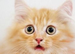 قطتك قد تصيبك بالزهايمر... فاحذرها