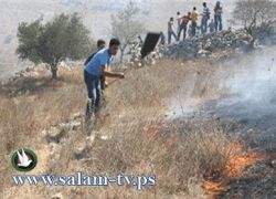 مستوطنون يشعلون النار بعشرات الدونمات الزراعية جنوب نابلس
