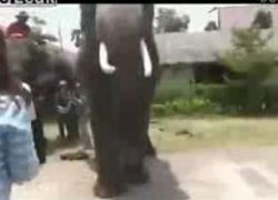 بالفيديو : فيل يسرق اي فون من فتاه .. ثم يعيده لها!!