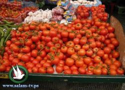اتحاد مزارعي الخضروات في اسرائيل مستعد لشراء البندورة من غزة