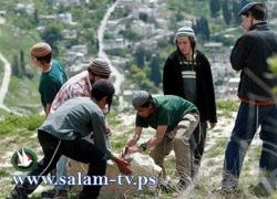 مستوطنون يشعلون النار في عشرات الدونمات جنوب نابلس
