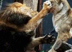 شاهد الفيديو: أسد يقتل &quot;زوجته&quot; أمام زوار حديقة الحيوانات