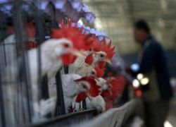 وزير الزراعة: سنلحظ استقرار على أسعار الدجاج خلال رمضان
