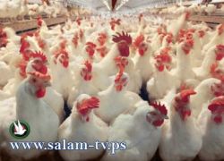 حجر صحي على مزارع الدواجن في منطقة بلعا