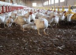جنين وطولكرم وقلقيلية تحت الحجر البيطري