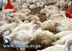فيروس لإنفلونزا الطيور معد للبشر