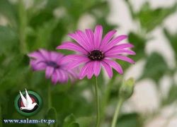 درجات الحرارة حول معدلها السنوي العام