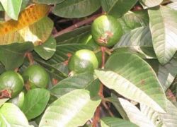 فوائد اوراق الجوافة