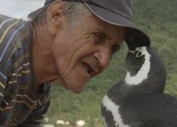 بطريق يقطع 8 آلاف كيلومتر ليزور صاحبه البرازيلي