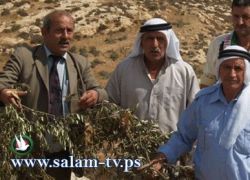 المستوطنون يزدادوا شراسة قبل أيام من موسم قطف الزيتون