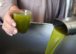 المفتي العام يدعو إلى إخراج زكاة الزيت والزيتون