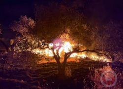 مستوطنون يحرقون أراض زراعية وعشرات أشجار الزيتون شمال غرب القدس