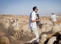 رام الله.. مستوطنون يسرقون 200 رأس غنم ومركبة في كوبر