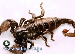 وفاة طفلة بلدغة عقرب في جنين