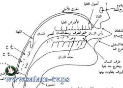 طولكرم - يوم علاجي للأطفال الذين يعانوا من صعوبات النطق