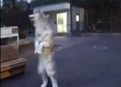 شاهد الفيديو : ذئب يمشي مثل الانسان