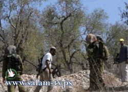 مستوطنون يهاجمون الحراثين في نابلس ويصيبون أحدهم